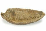Rare, Pradoella Trilobite - Jbel Kissane, Morocco #233327-1